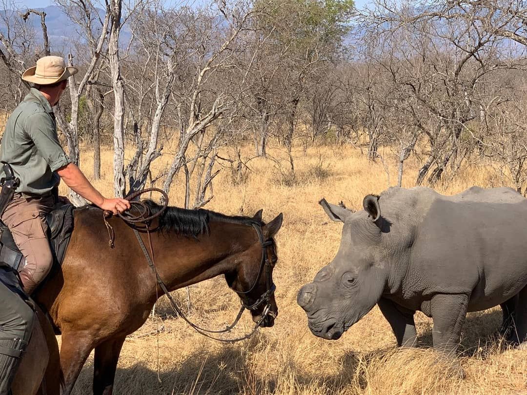 Ray's horse muzzle to muzzle with a white rhino